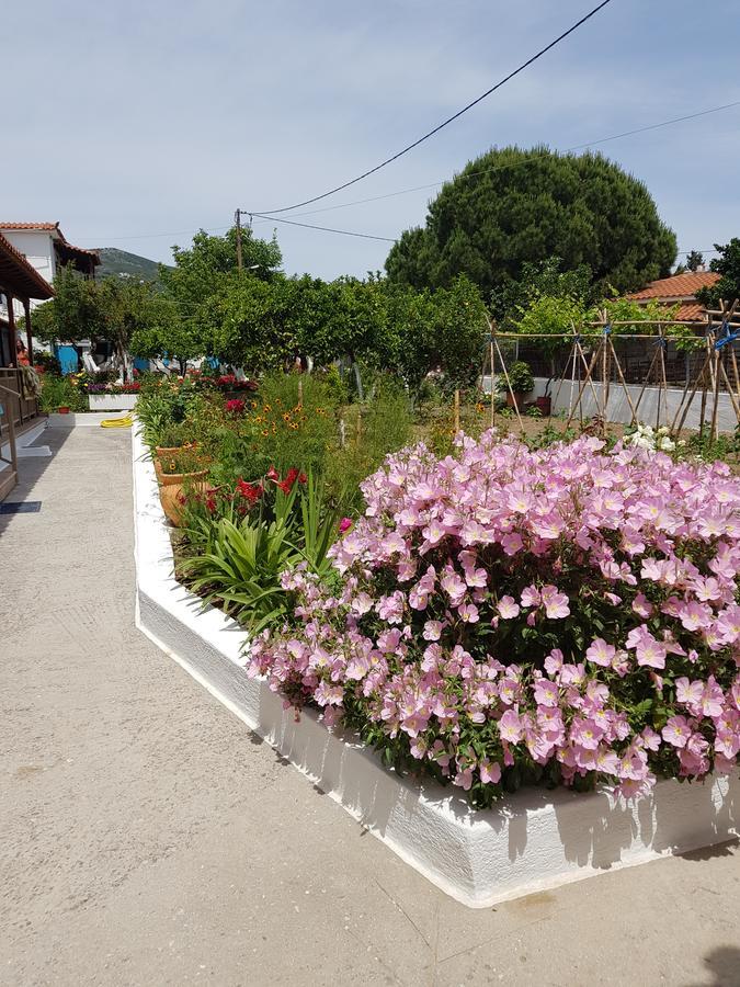 Asimina'S House Aparthotel Skiathos Town Ngoại thất bức ảnh